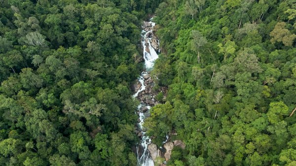 Cultiver des tomates sur un balcon : les variétés idéales